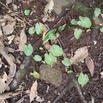 Arisarum simorrhinum Habitus