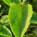 Hibiscus flavifolius برگ