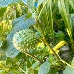 Datura metel Vaisius