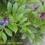 Lathyrus vivantii Mosusu