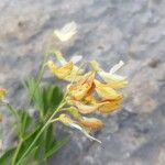 Lathyrus laevigatus Цветок