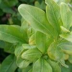 Plumbago auriculata Leaf