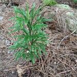 Lycopodium dendroideum Blatt