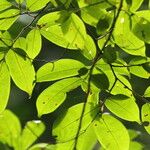 Baphia pubescens Φύλλο