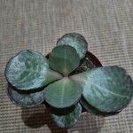 Kalanchoe marmorata List