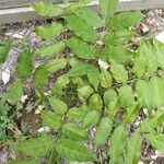 Wisteria sinensisHoja