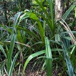 Pandanus odorifer Habit