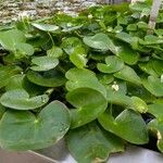 Nymphoides indica 整株植物