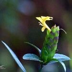 Barleria lupulina Квітка