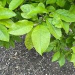 Magnolia salicifolia Blatt