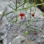 Lathyrus setifolius Flower