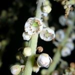 Clethra hondurensis Fruit