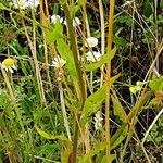 Erigeron annuus ഇല