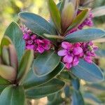 Veronica × andersonii Blüte