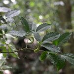 Tabernaemontana robinsonii Fruto