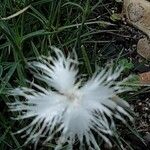 Dianthus arenarius 花