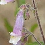 Penstemon gracilis Flower