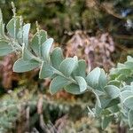 Acacia podalyriifolia Hoja