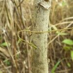 Abutilon exstipulare Bark