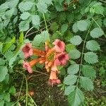 Campsis radicans Floare