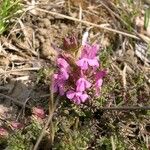 Pedicularis sylvatica Habit