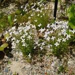 Houstonia caerulea Elinympäristö