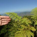 Cyathea cicatricosa Φύλλο
