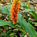 Hedychium densiflorum പുഷ്പം