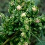 Ambrosia artemisiifolia Цвят