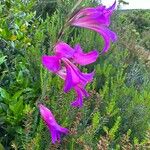 Gladiolus × byzantinus Blomst