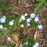 Nemophila phacelioides Цвят