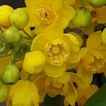 Berberis repens Flor