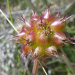 Oenanthe globulosa Fruit