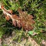 Orobanche rapum-genistae Flor