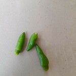 Capsicum baccatum Fruit