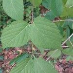 Rhodotypos scandens Fuelha