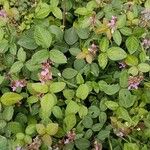Desmodium intortum Blüte
