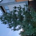 Pinus parviflora موطن