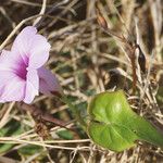 Ipomoea tiliacea Çiçek