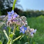 Borago officinalisFlower