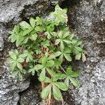 Potentilla caulescens Blatt