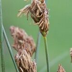 Carex stenophylla Fruto