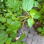 Urtica membranacea Листок