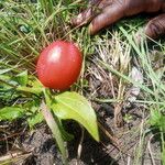 Anisophyllea quangensis Fruit