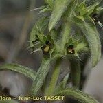 Sideritis montana Çiçek