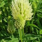 Trifolium pannonicum 花