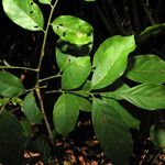Trichilia euneura Hoja