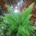 Dryopteris expansa Habit