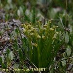 Chamorchis alpina Habitus