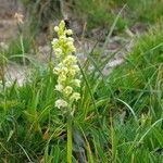 Pseudorchis albidaFlower